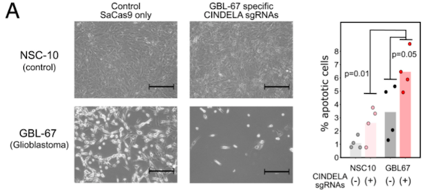 Figure 2. A) Cell death in primary glioblastoma cells (GBL-67) and a neural stem cell line (NSC-10)...