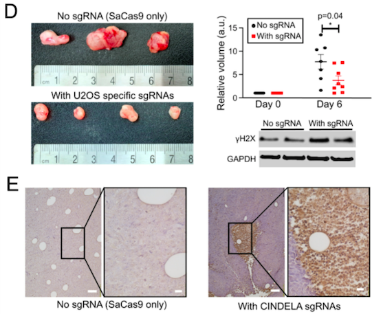 Figure 3. D) Tumour growth in mice treated with AAVs expressing SaCas9 alone or with U2OS-specific...