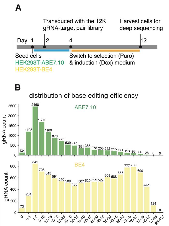 Figure 1. High throughput generation of ABE and CBE editing data in cells. A) Experimental workflow...