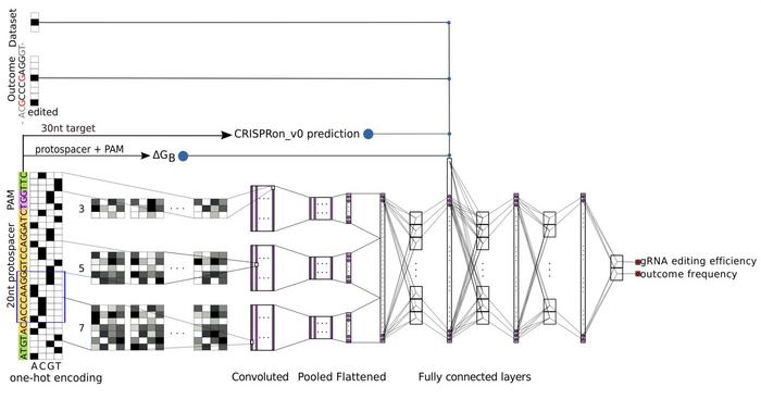 Figure 2. Schematic representation of the CRISPRon-ABE and CRISPRon-CBE prediction algorithm. The...