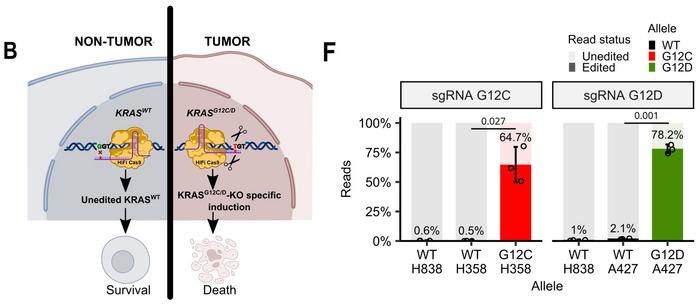 Figure 1. Allele-specific CRISPR strategy selectively disrupts mutant KRAS. B) Graphical...