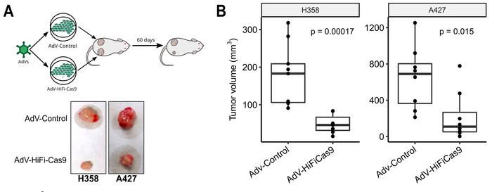 Figure 3. Edition of mutant KRAS induces tumor growth inhibition in mouse models. A) Schematic...