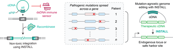 Figure 1. The INSTALL platform for mutation-agnostic gene insertion. An oDNA donor evades cytosolic...