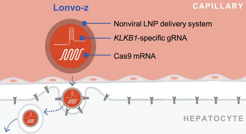 News: Intellia Files BLA After Lonvo-z Meets Phase 3 Endpoints - CRISPR ...