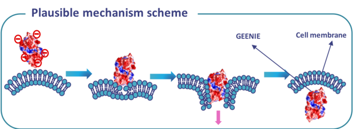 GEENIE is a negatively-charged protein that enters cells by crossing the negatively-charged cell...