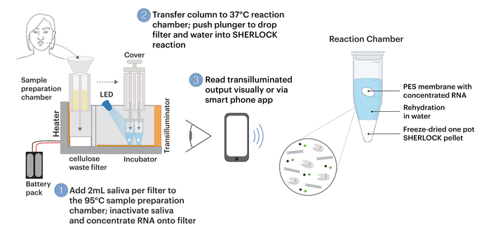 Schematic depiction of overall miSHERLOCK workflow and SARS-CoV-2 target regions. Image from de Puig...