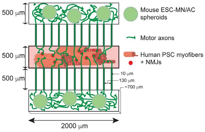 Schematic of the microdevice. Myofibers were plated in the central compartment. The two outer...