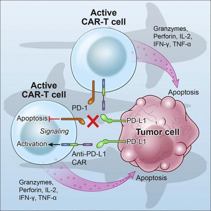 PD-1 inhibition makes CAR-T cells resistant to exhaustion. Image credit: Li et al (2022)...