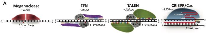 Schematic illustration of the four main programmable nuclease modalities. ZFNs and TALENS are...