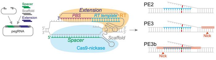 Schematic representation of the prime editing principle. Briefly, the pegRNA guides the Cas9-nickase...