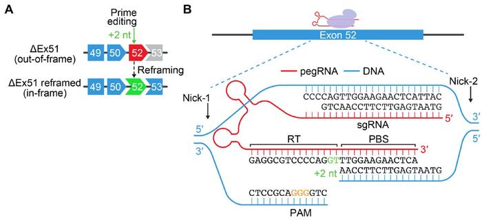 Gene-editing strategy to restore the ORF by exon reframing with prime editing (A). Illustration of...