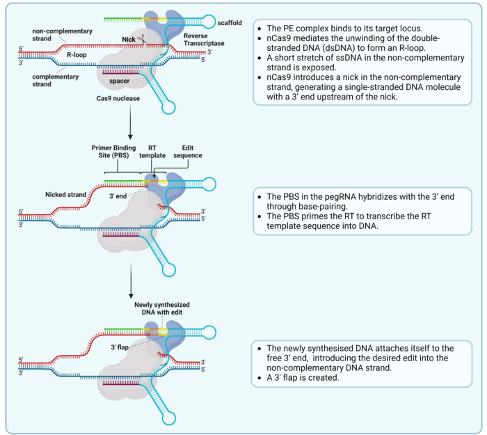 Figure 2: Schematic depiction of the prime-editing workflow.