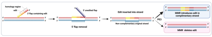Figure 3: 3’ flap removal and mismatch repair.