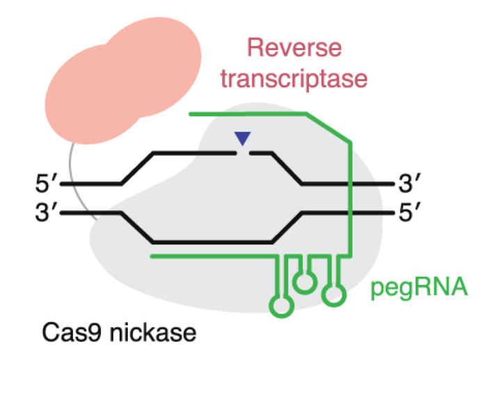 Prime editors. Credit: Anzalone et al./Nature Biotechnology.