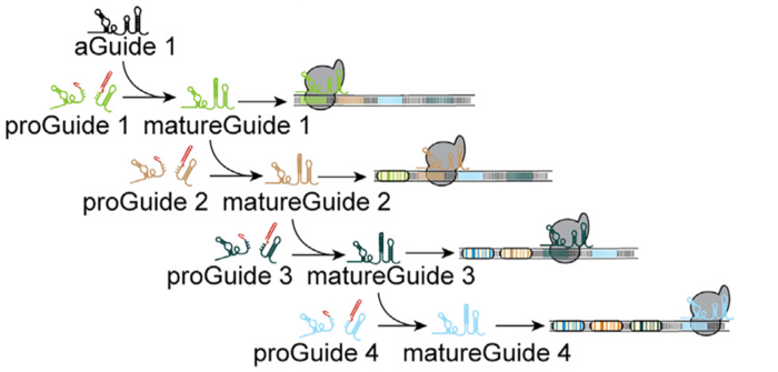 Schematic showing activation of proGuides (1-4) in sequential order after activating guide aGuide in...