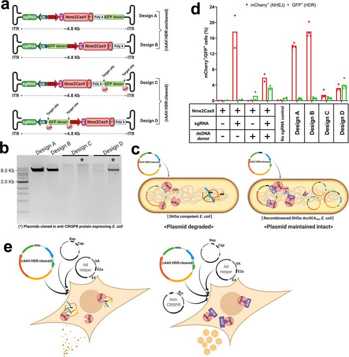 News: Safer, More Efficient AAV Systems For Therapeutic CRISPR Genome ...