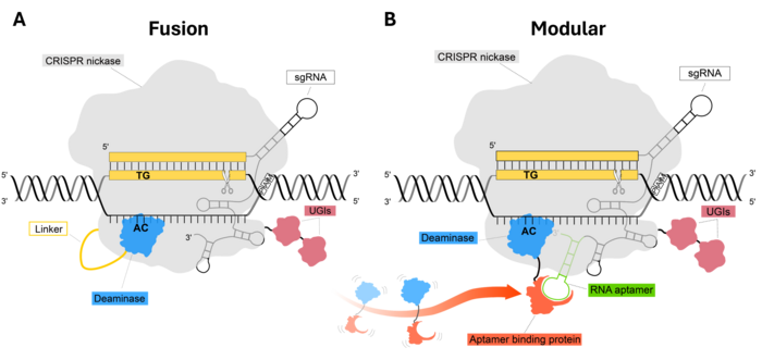 Figure 1: Comparison of CRISPR base editor architectures. A) In conventional fusion base editors,...