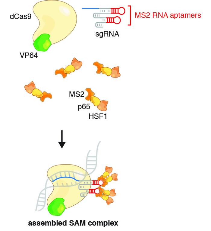 CRISPR-SAM is a technology to activate genes that are silent. The method utilises a complex of...