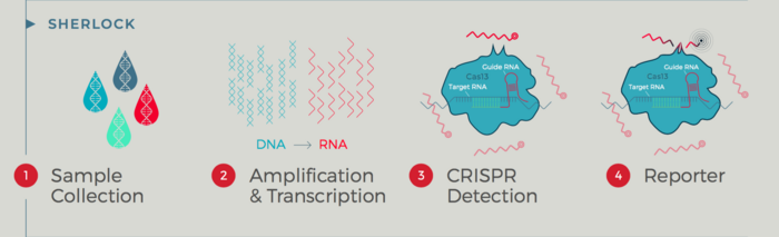 Interview: The World’s First FDA-authorized CRISPR Application ...