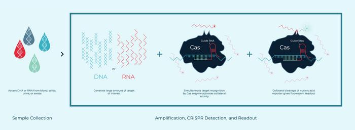 The SHERLOCK platform. A Cas enzyme is programmed to find target DNA/RNA sequences following...