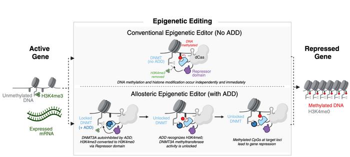 Figure 1. Stepwise mechanism of allosteric epigenetic silencing. Conventional epigenetic editors...