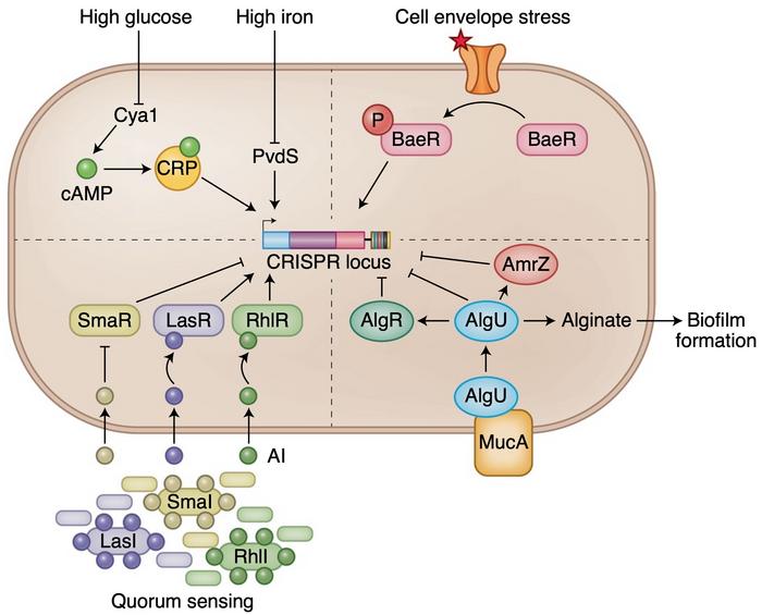Schematic showing activation of CRISPR expression in response to external stimuli like either...