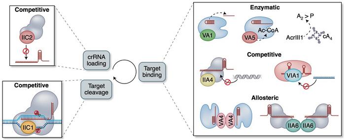 Acrs can inhibit CRISPR–Cas activity during biogenesis (crRNA loading), target recognition and...
