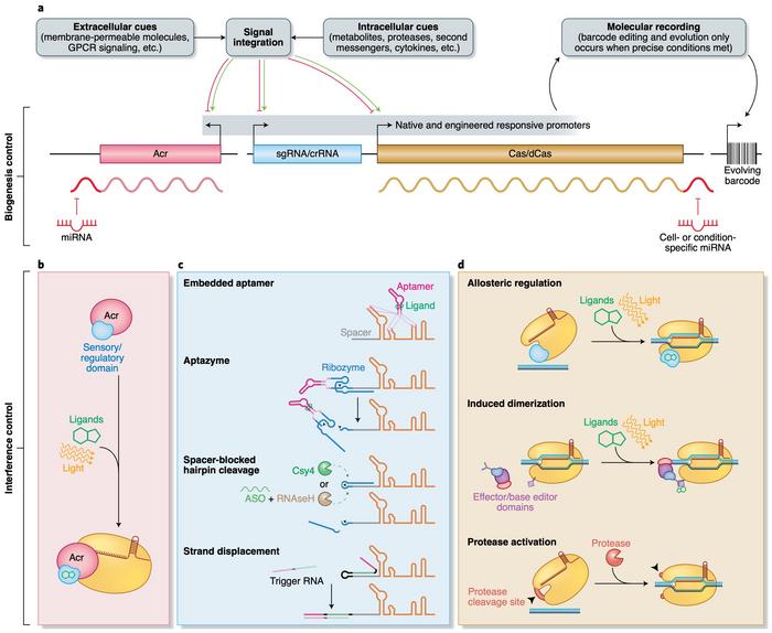 Engineered regulation of CRISPR–Cas. Customized transcriptional (a), post-transcriptional (a and c),...