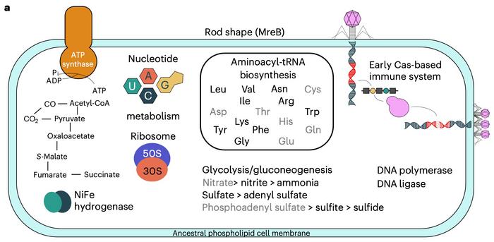 Noticias: Los orígenes de CRISPR se remontan a LUCA