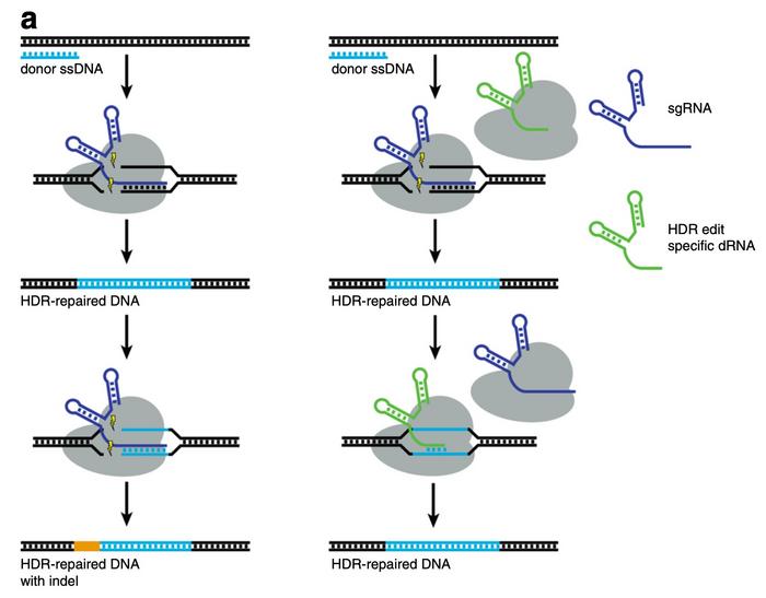 Schematic depicting dReCS. dRNA (green) exhibiting perfect complementarity for the repaired site...