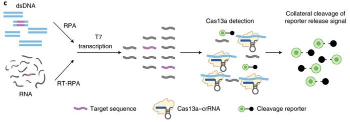 How SARS-CoV-2 impacts the body - Mammoth Biosciences