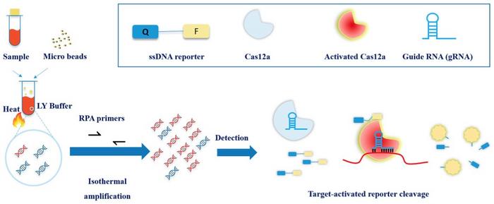 Scheme of CRISPR-MTB. Samples were added into LY buffer with microbeads, and were vortexed/heated....