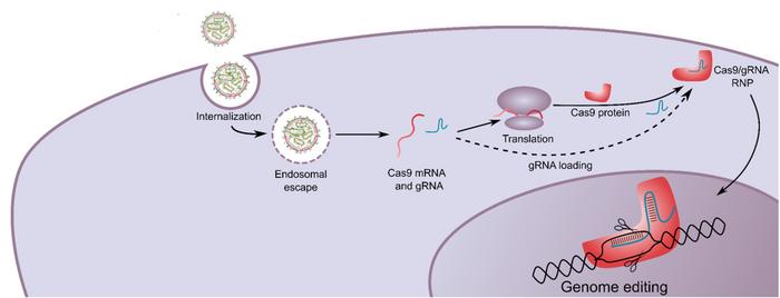 Schematic illustrating how the cLNPs internalise cancer cells and release their cargo. Cas9 mRNA is...