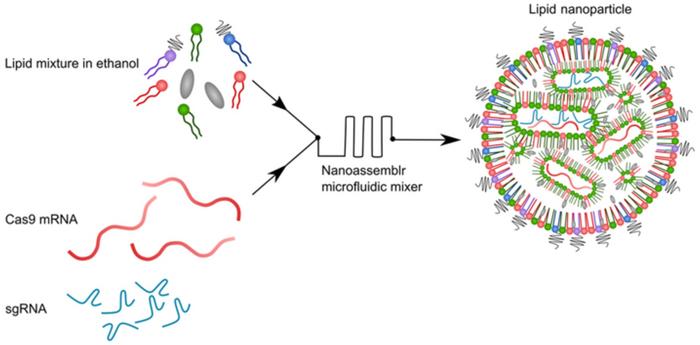 Schematic illustration of cLNP preparation. Three structural lipids and one ionizable lipid are...