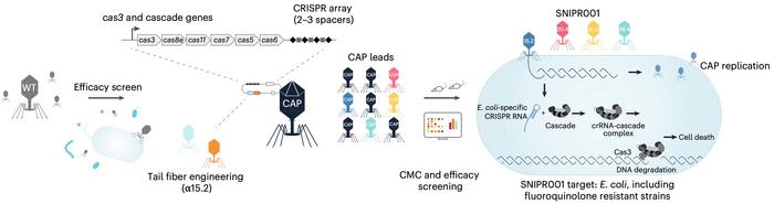 Figure 1. An overview of the SNIPR001 creation process. Wild-type phages screened against diverse E....