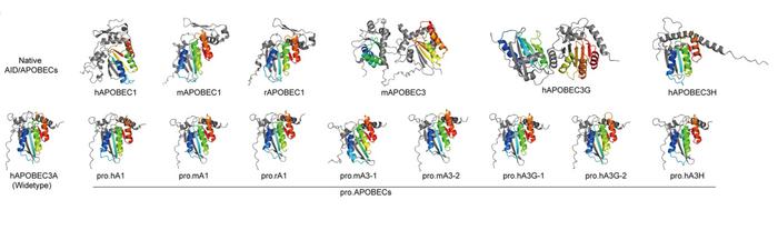 Figure 1. AI-assisted engineering of ProAPOBECs. e) AlphaFold2 predictions of chimeric deaminases...