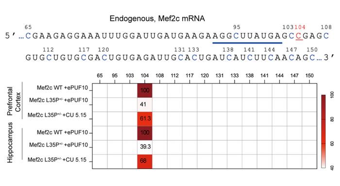Figure 2. Precise in vivo RNA base editing in mouse brain. RNA sequencing demonstrates C-to-U...