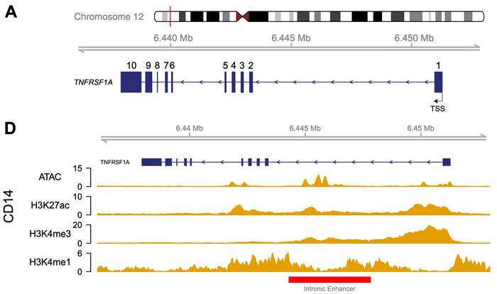 Figure 1. Map of TNFRSF1A with the intronic enhancer (red) and CD14⁺ monocyte tracks showing open...