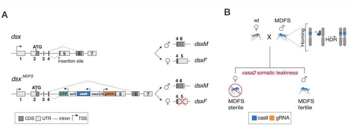 Figure 1. A) Schematic of the MDFS mechanism showing the genetic construct at the doublesex locus...