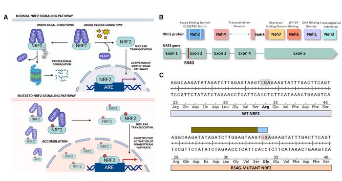Figure 1. The R34G mutation in NRF2 creates a new PAM sequence that enables CRISPR-Cas9 recognition...
