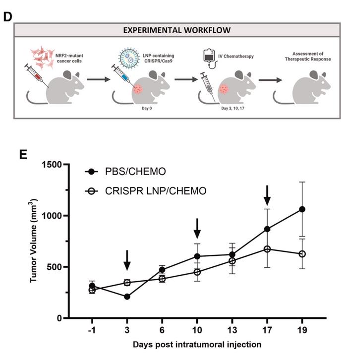 Figure 2. Mice bearing R34G-mutant tumours were treated with either PBS or CRISPR-Cas9 LNPs,...