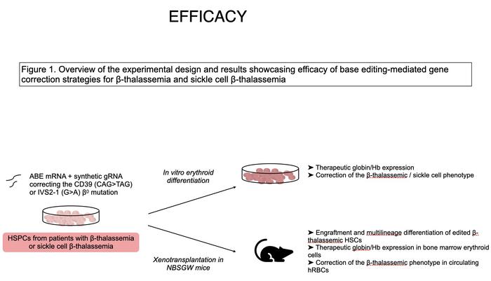 Figure 1. Overview of the experimental design and results demonstrating the efficacy of...