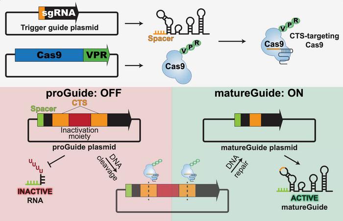 Figure 1. Schematic of the proGuide gate. A Pol III terminator blocks guide RNA transcription until...