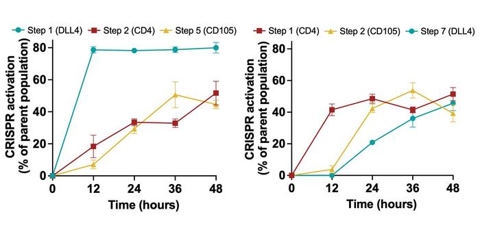 Figure 2. Position-dependent activation of DLL4 in human iPSCs. When DLL4 is placed at the first...