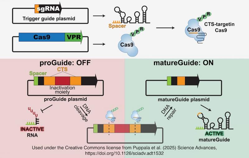 News: Researchers engineer programmable gene activation cascades ...