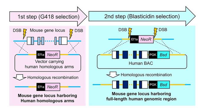Figure 1. The TECHNO method uses two sequential recombination steps to achieve full-length gene...