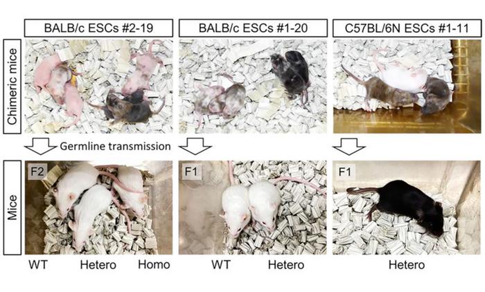 Figure 2. Germline transmission of the humanised APOBEC3 locus demonstrates the method's...
