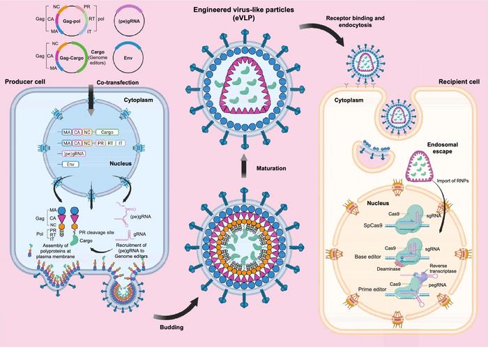 Figure 1. Plasmids encoding Gag-pol, a Gag–editor fusion, an envelope glycoprotein, and the guide...