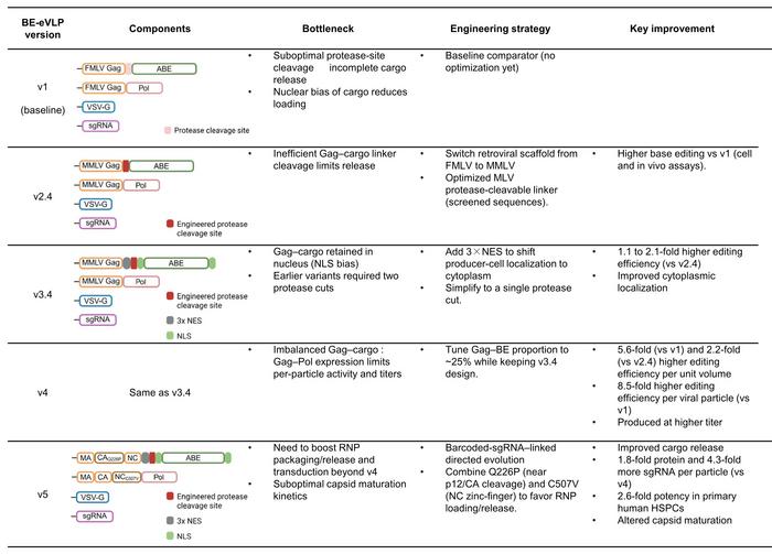 Figure 2. Engineering BE-eVLPs: from rational design to directed evolution. Each row captures the...