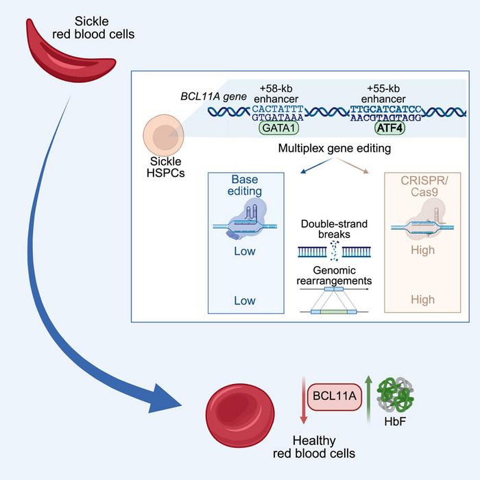 Figure 1. Experimental design for simultaneous base editing of BCL11A enhancers and comparison to a...